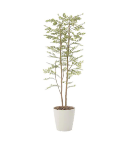 ゴールデンリーフ1.8